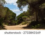 Sun dappled sandy path winding through a lush green pine forest under a bright blue sky with white clouds in a serene outdoor setting, in la Marina, Alicante, Costa Blanca