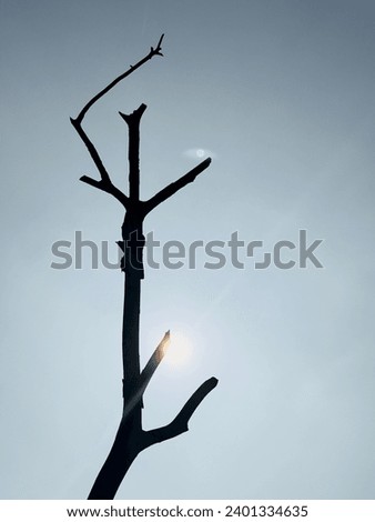 The sun and a dead tree are altogether at a same time.