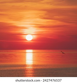 Sun in deep red and orange clouds over sea horizon reflecting in water with seagull flying by