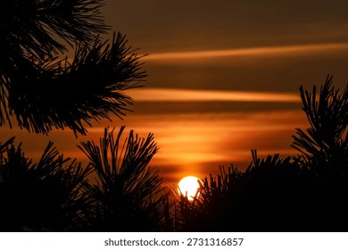 The sun dips below the horizon, casting a warm glow through the silhouetted needles of pine trees, creating a serene natural scene
