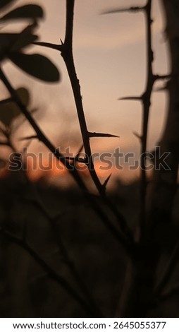 As the sun dips below the horizon, its final golden rays cast long shadows across the sharp outlines of thorns. In this quiet moment, nature reveals its paradox — where beauty meets pain, 