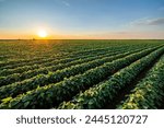 The sun dips low, casting a warm glow over a vibrant green soybean crop field