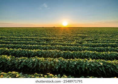 The sun dips low, casting a warm glow over a vibrant green soybean crop field