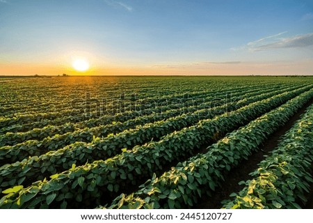 The sun dips low, casting a warm glow over a vibrant green soybean crop field