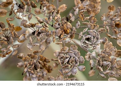 Sun Dried Cow Parsnip Seeds