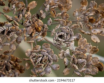 Sun Dried Cow Parsnip Seeds