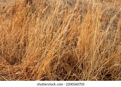 Sun And Dry Yellow Grass