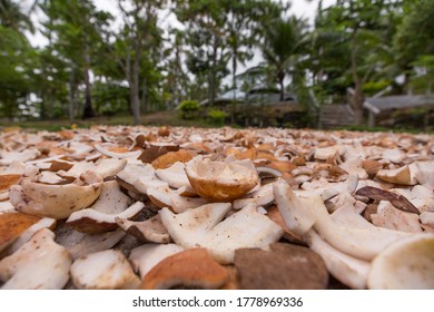 Sun Drying Coconut Meat Copra Stock Photo 1778969336 | Shutterstock