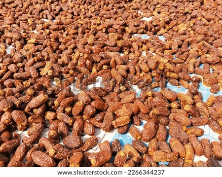 Sun drying of dates date-palm fruit dry date sweet organic food datepalms khajoor phoenix dactylifera, dattes, closeup fechas secas view tamaras image Datteln stock photo