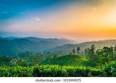 The sun dusk and Tea plantation