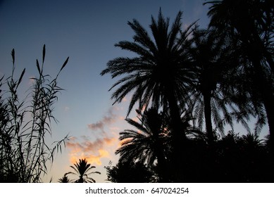 Sun is dying down slowly behind the palm trees.