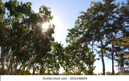 Sun emerging through trees.