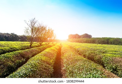In der Sonne, der endlose grüne Teegarten