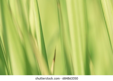 Sun filtering through a stand of grass blue fade