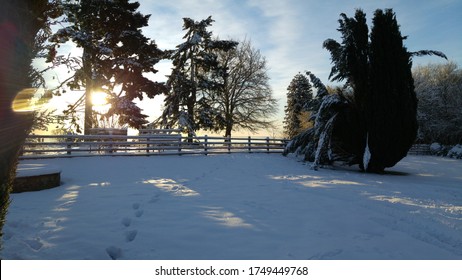 Sun Filtering Through Trees Snow Scene UK