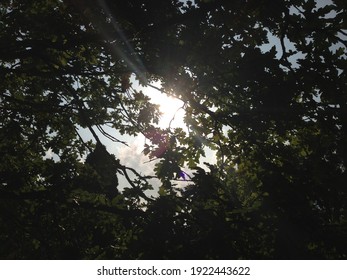 Sun flare through a gap in the tree canopy.