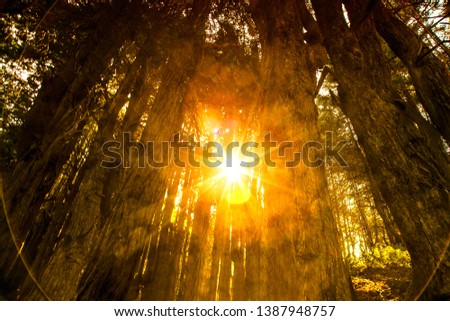 Sun flares shine thru pine tress forest park as background 