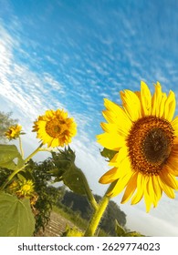 the sun with the sun flower 