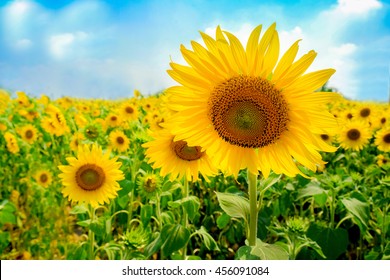 Sun Flower