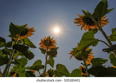Sun flower
