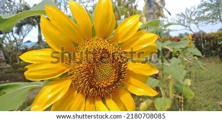 Sun Flower at goodday in Bali Island