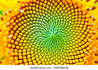Sun Flower In Macro