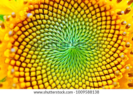 Sun flower in macro