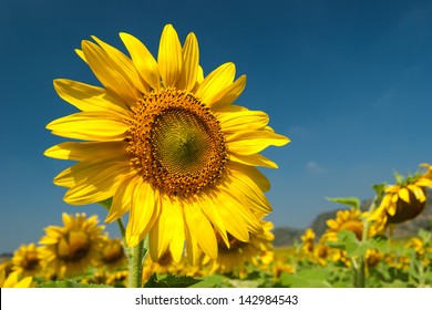 Sun Flowers