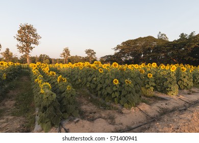 sun flowers