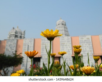 Sun Flowers Behind Vyasa Mandir Haridwar