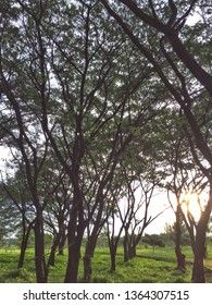 The Sun in the forest