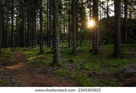 The sun in the forest illuminates the path. Sunlight in dark forest. Mossy forest sunlight. Dark forest in moss