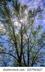 Sun glowing behind  park tree stand scenic michigan - Shutterstock ID 2257965627