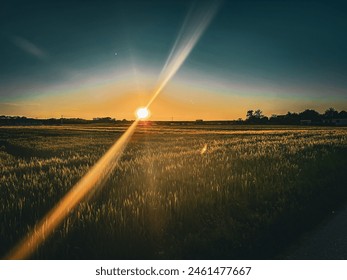 sun goes down with cool grass