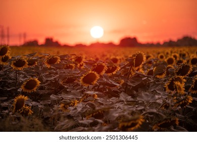 The Sun is going down behind blooming sunflower field
