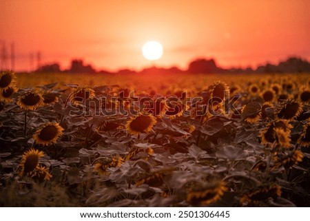 The Sun is going down behind blooming sunflower field
