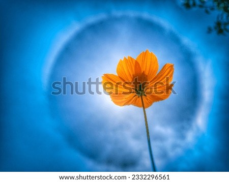 sun halo in the sky with flower in the halo of the sun