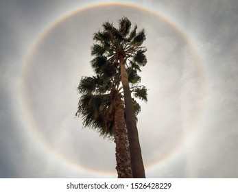 sun halo surrounding trees of Mexican fan palm - Powered by Shutterstock