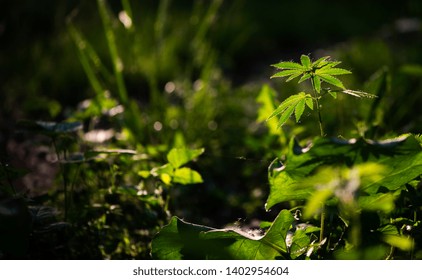 In the sun, hemp is swaying.Forest thickets.Forest hygrophilous and shade-tolerant species.Sun through leaves. A goblin is visiting.Green leaves glow in the sun.Green leaves glow in the sun. - Shutterstock ID 1402954604