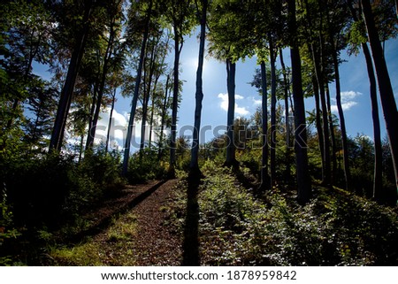 Sun hidden behing the trees in the beech forest, Slovakia