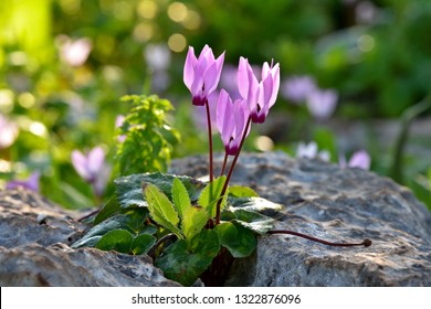 The sun hides in cyclamens. Cyclamen in the garden. Spring flowers in the fields. Violet flowers in the morning in the park. Cyclamen grows on a rock.  - Shutterstock ID 1322876096
