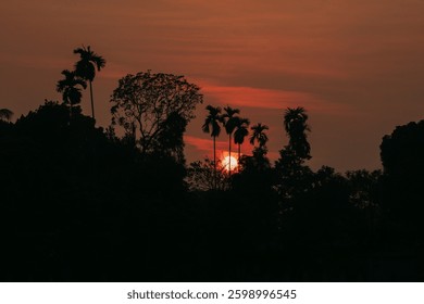 sun hiding behind the trees 