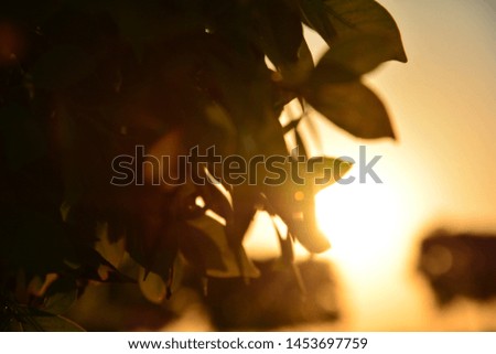 Sun hiding behing the leafs.