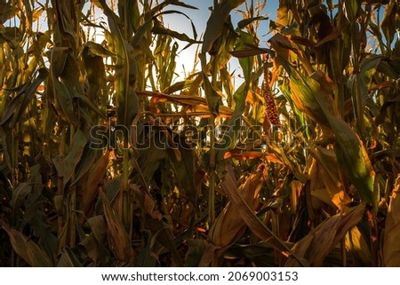 The Sun Illuminates a Single Ear of Corn Among the Cornstalks