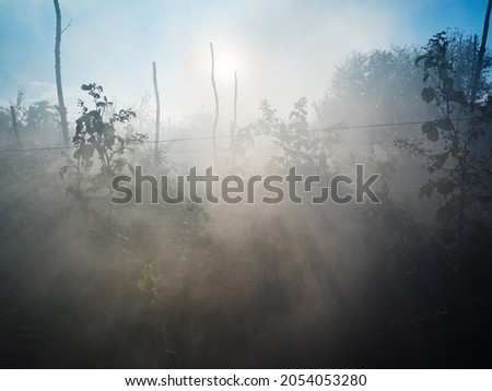 sun illuminates smoke from burning plants over raspberry bushes in home garden in autumn morming