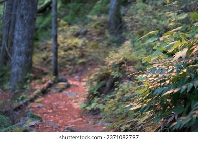 The sun illuminates the trail