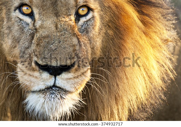 Sun Kissed Male Lion\
Close-up