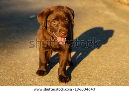 Sun Lab Puppy