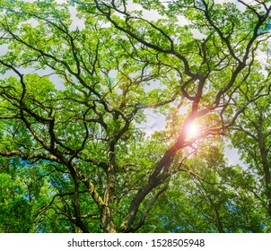 Sun lens flare throw tree branches green leaves and blue sky - Shutterstock ID 1528505948