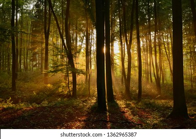 Sun light btween myst and trees in the forest - Shutterstock ID 1362965387